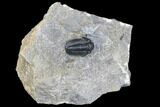 Detailed Gerastos Trilobite Fossil - Morocco #145747-1